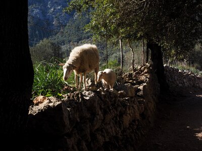 Dry stone wall valley of orient mallorca photo