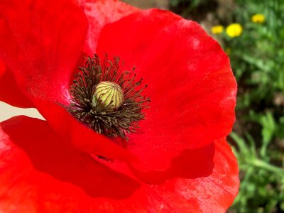 Beautiful beautiful flowers beautiful image photo