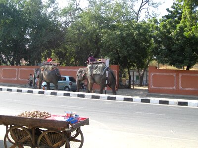 Carriage cart elephant