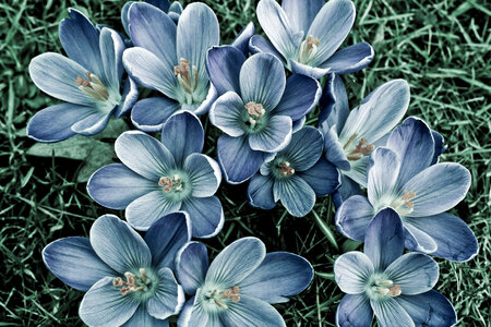 Crocus Spring Flowers Closeup photo