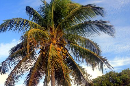 Blue Sky coconut palm photo