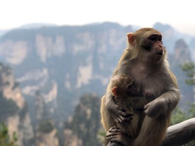 Baby mother monkey photo