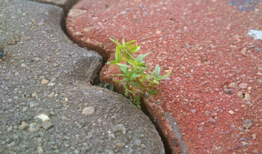 Perseverance nature green photo