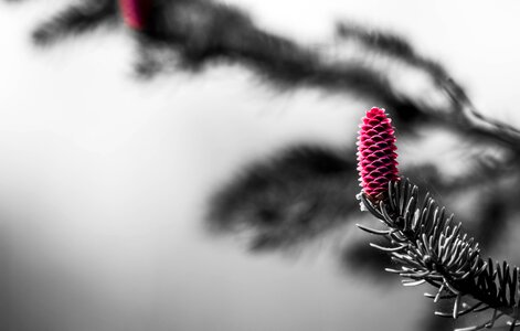 Pine tree leaf vegetable winter