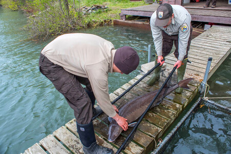 USFWS Fisheries workers prepare to move Lake sturgeon-2