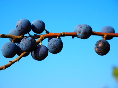 Bush fruit blackthorn