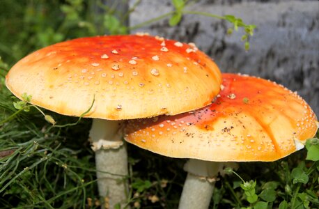Natural fungus fungi