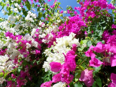 Bloom pink bougainville photo