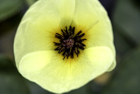 Yellow flower with a dark core