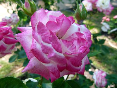 Nature hanging flower flower