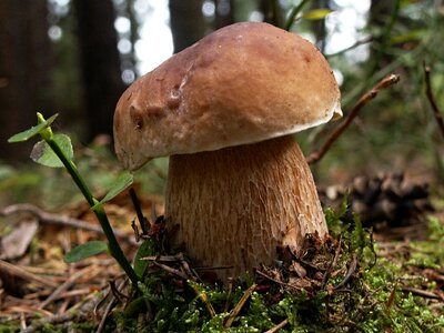 Edible forest moss