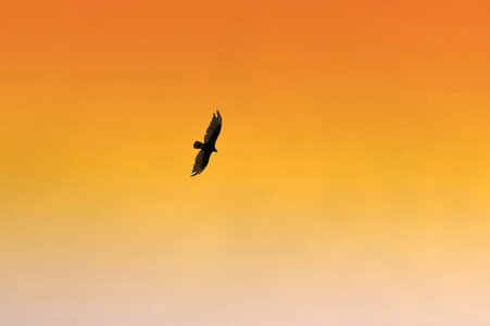 Sky wildlife orange