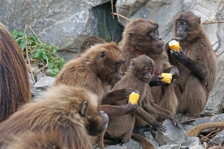 Dscheladas blood baboons food photo