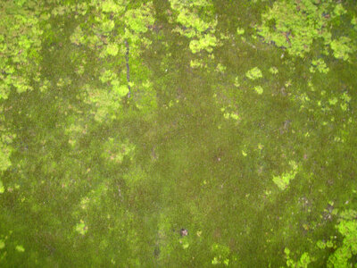 Moss Texture Green photo