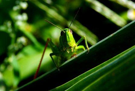 Animal arthropod bug