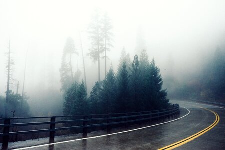 Rainy forest fog photo