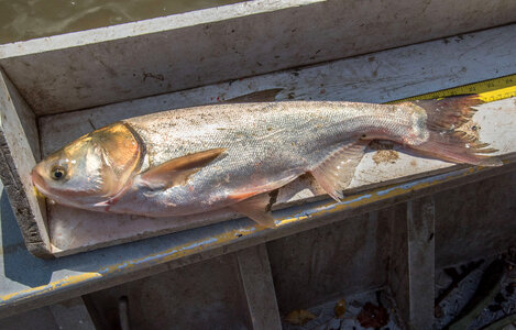 Invasive Silver carp-5