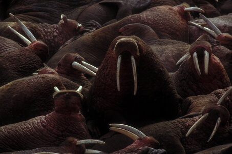 Walrus-2