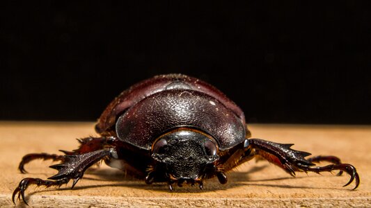 Tropical beetles red brown close up