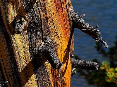 Ancient pine tree