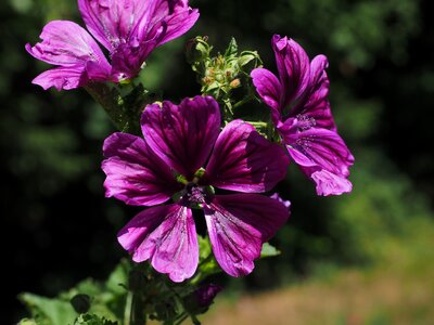 Bloom violet purple