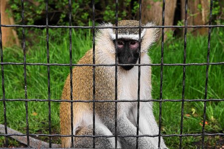 Depressed monkey zoo photo