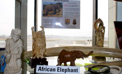 Art elephant ivory