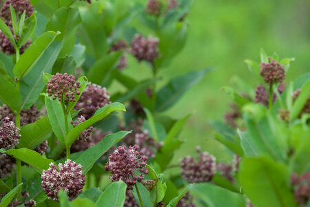 Common Milkweed-1 photo