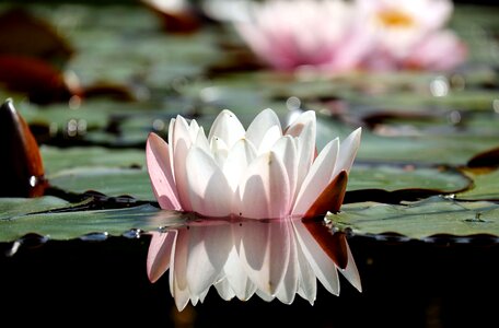 Beautiful Flowers blooming blossom