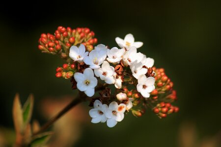 Bloom flowers bush