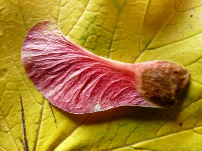 Maple maple leaf acer