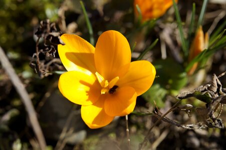 Yellow bloom flower photo