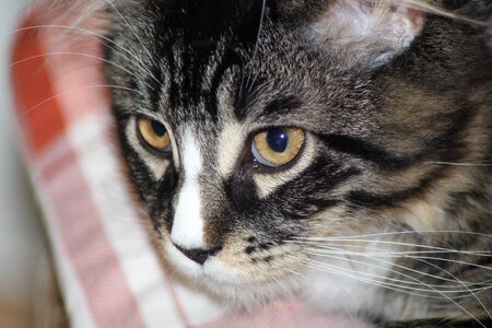 Cat face head maine coon photo