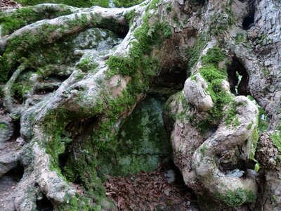 Tree tree roots mis shapen photo