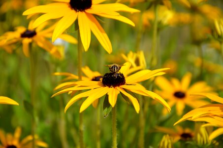 Bloom insect garden garden flowers photo