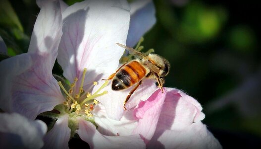 Animal arthropod beautiful flowers