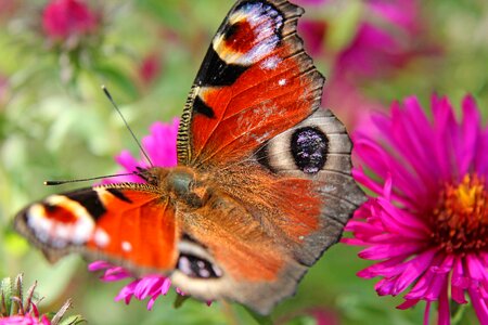 Summer wing close up