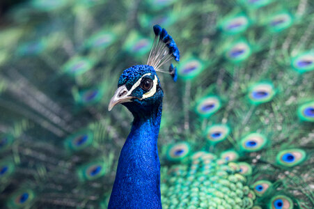 Beautiful Indian Peacock with Colorful Feathers photo