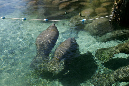 Florida Manatee-5