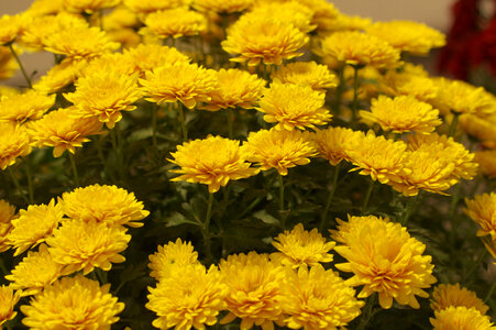 1 Chrysanthemum