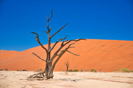 Dry tree in the desert dunes photo
