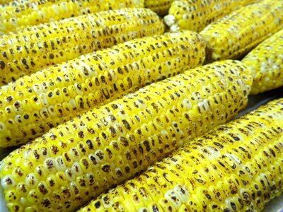 Maize cob corn kernels ears photo