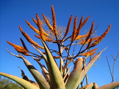 Flowers orange sear shaped flowers
