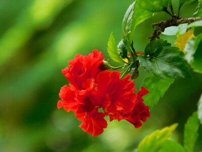 Red Hibiscus Flower photo