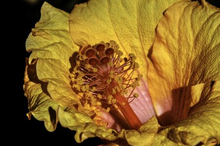 Detail flora flower photo