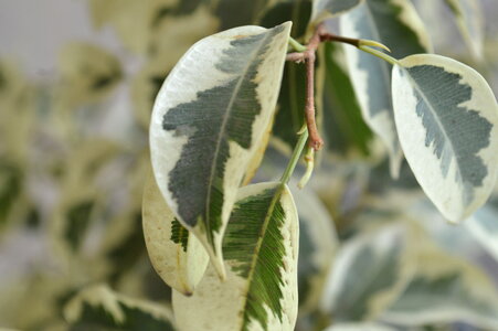 Leaf Closeup Potted Plant photo