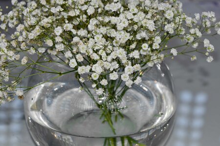 Still Life transparent vase