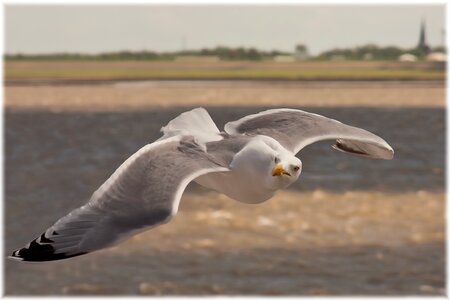 Water bird sky seevogel photo