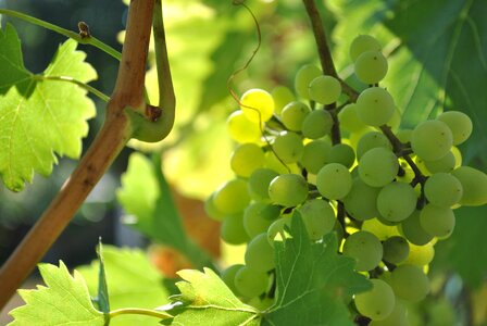 Summer wine nature