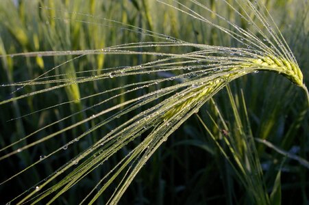 Agricultural agriculture barley photo